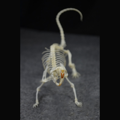 2020 Taxidermy Static Mouse Ossuary Display Occult Symbolism Victorian Zoology Study Bone Posture Sculpture Hand Articulated