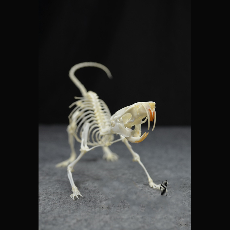 2020 Taxidermy Static Mouse Ossuary Display Occult Symbolism Victorian Zoology Study Bone Posture Sculpture Hand Articulated