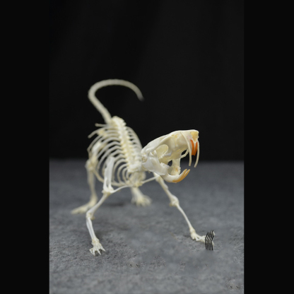 2020 Taxidermy Static Mouse Ossuary Display Occult Symbolism Victorian Zoology Study Bone Posture Sculpture Hand Articulated