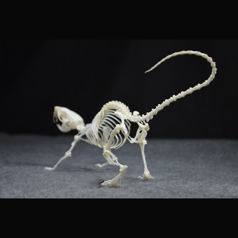 2020 Taxidermy Static Mouse Ossuary Display Occult Symbolism Victorian Zoology Study Bone Posture Sculpture Hand Articulated