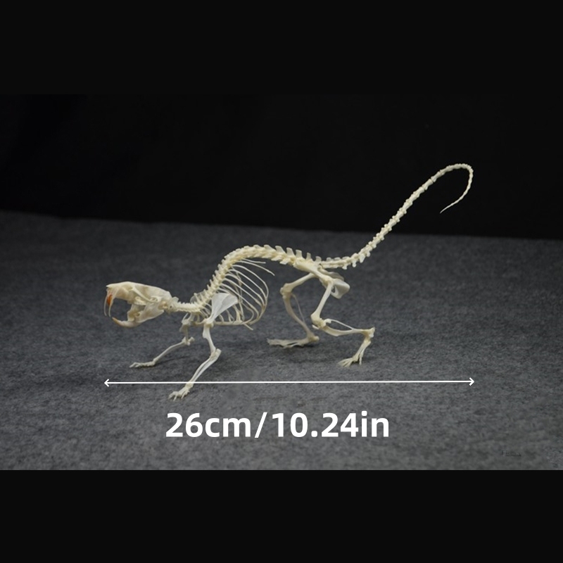 2020 Taxidermy Static Mouse Ossuary Display Occult Symbolism Victorian Zoology Study Bone Posture Sculpture Hand Articulated