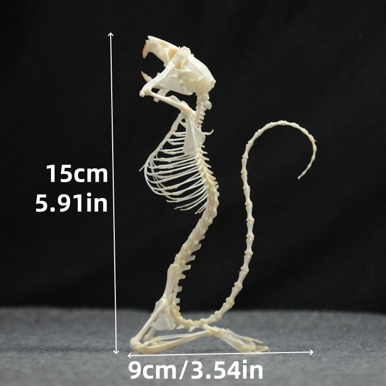 2016 Taxidermy Penitent Rat Skeletal Art Mysterious Cabinet Curio Goth