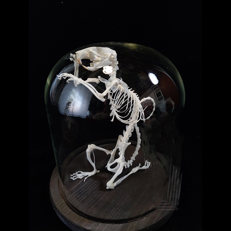 2016 Taxidermy Penitent Rat Skeletal Art Mysterious Cabinet Curio Gothic Contemplation Display Bone Arrangement Spiritual Symbolism