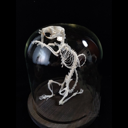 2016 Taxidermy Penitent Rat Skeletal Art Mysterious Cabinet Curio Gothic Contemplation Display Bone Arrangement Spiritual Symbolism