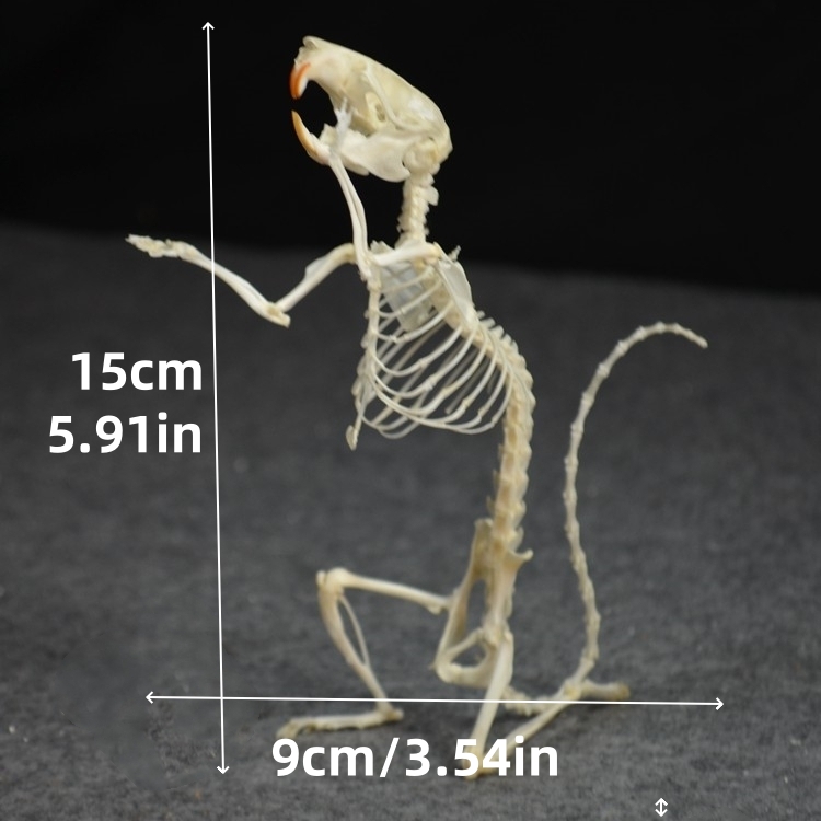 2016 Taxidermy Penitent Rat Skeletal Art Mysterious Cabinet Curio Gothic Contemplation Display Bone Arrangement Spiritual Symbolism