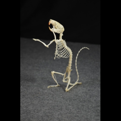 2016 Taxidermy Penitent Rat Skeletal Art Mysterious Cabinet Curio Gothic Contemplation Display Bone Arrangement Spiritual Symbolism