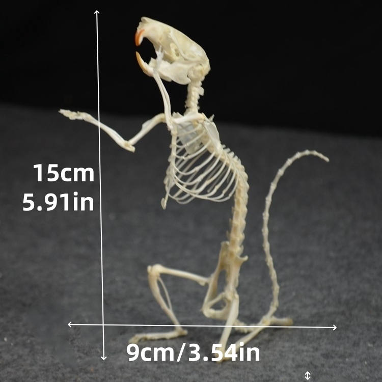 2016 Taxidermy Penitent Rat Skeletal Art Mysterious Cabinet Curio Gothic Contemplation Display Bone Arrangement Spiritual Symbolism