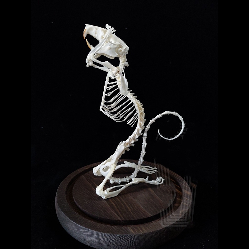 2016 Taxidermy Penitent Rat Skeletal Art Mysterious Cabinet Curio Gothic Contemplation Display Bone Arrangement Spiritual Symbolism