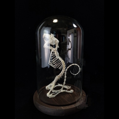 2016 Taxidermy Penitent Rat Skeletal Art Mysterious Cabinet Curio Gothic Contemplation Display Bone Arrangement Spiritual Symbolism