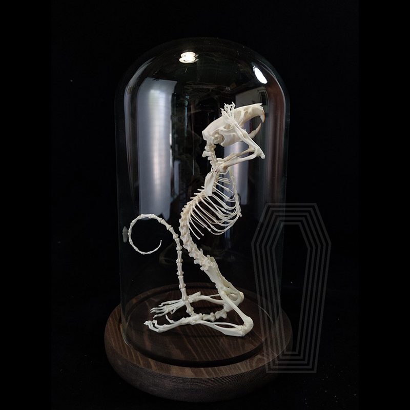 2016 Taxidermy Penitent Rat Skeletal Art Mysterious Cabinet Curio Goth
