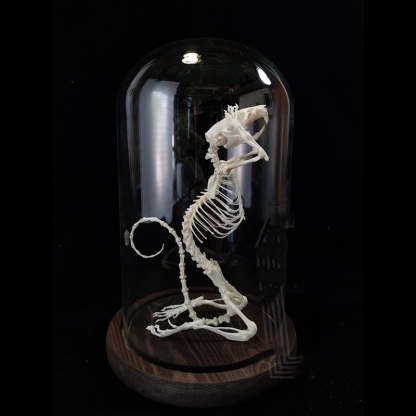 2016 Taxidermy Penitent Rat Skeletal Art Mysterious Cabinet Curio Gothic Contemplation Display Bone Arrangement Spiritual Symbolism