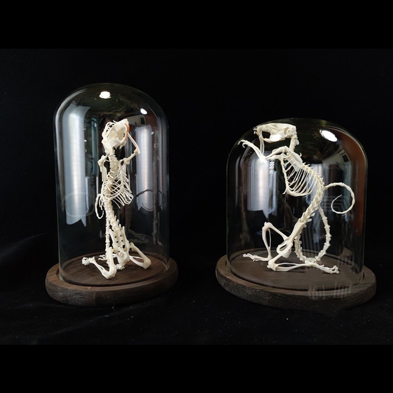 2016 Taxidermy Penitent Rat Skeletal Art Mysterious Cabinet Curio Gothic Contemplation Display Bone Arrangement Spiritual Symbolism