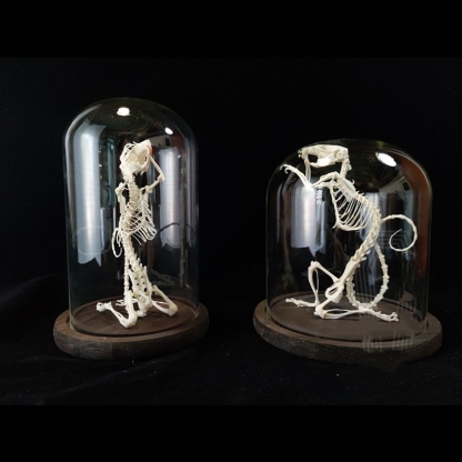 2016 Taxidermy Penitent Rat Skeletal Art Mysterious Cabinet Curio Gothic Contemplation Display Bone Arrangement Spiritual Symbolism