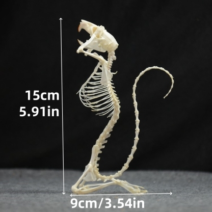 2016 Taxidermy Penitent Rat Skeletal Art Mysterious Cabinet Curio Gothic Contemplation Display Bone Arrangement Spiritual Symbolism