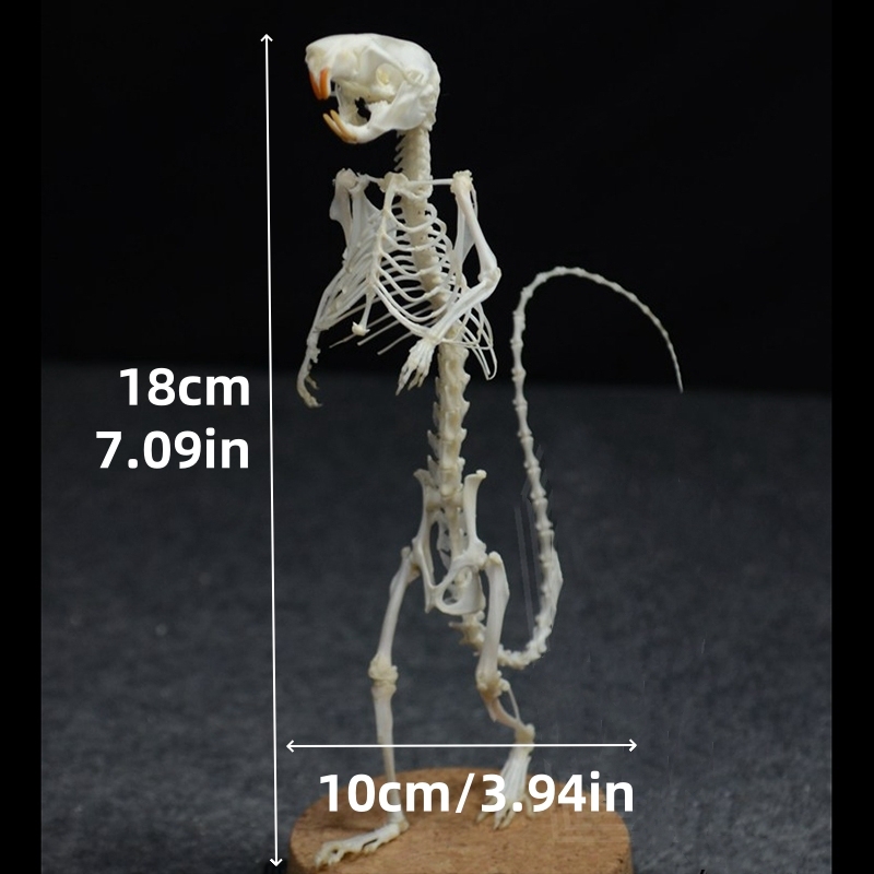 2018 Erect Rodent Ossuary Sculpture Occult Biology Study Body Posture 