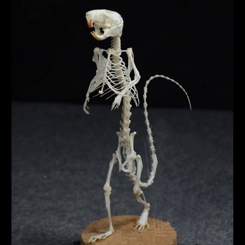 2018 Taxidermy Erect Rodent Ossuary Sculpture Occult Biology Study Body Posture Art Mysterious Cabinet Curio Hand Articulated Anatomical