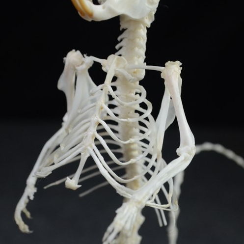 2018 Taxidermy Erect Rodent Ossuary Sculpture Occult Biology Study Body Posture Art Mysterious Cabinet Curio Hand Articulated Anatomical