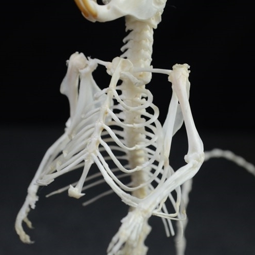 2018 Taxidermy Erect Rodent Ossuary Sculpture Occult Biology Study Body Posture Art Mysterious Cabinet Curio Hand Articulated Anatomical