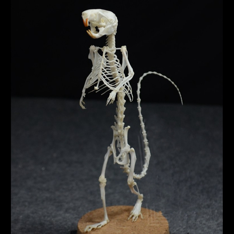 2018 Taxidermy Erect Rodent Ossuary Sculpture Occult Biology Study Body Posture Art Mysterious Cabinet Curio Hand Articulated Anatomical