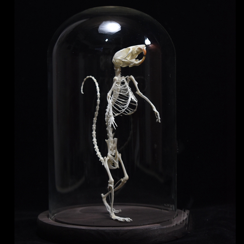 2018 Taxidermy Erect Rodent Ossuary Sculpture Occult Biology Study Body Posture Art Mysterious Cabinet Curio Hand Articulated Anatomical