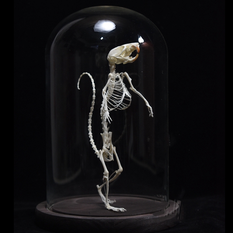 2018 Taxidermy Erect Rodent Ossuary Sculpture Occult Biology Study Body Posture Art Mysterious Cabinet Curio Hand Articulated Anatomical