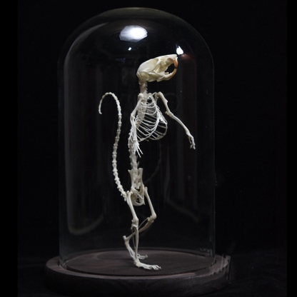 2018 Taxidermy Erect Rodent Ossuary Sculpture Occult Biology Study Body Posture Art Mysterious Cabinet Curio Hand Articulated Anatomical