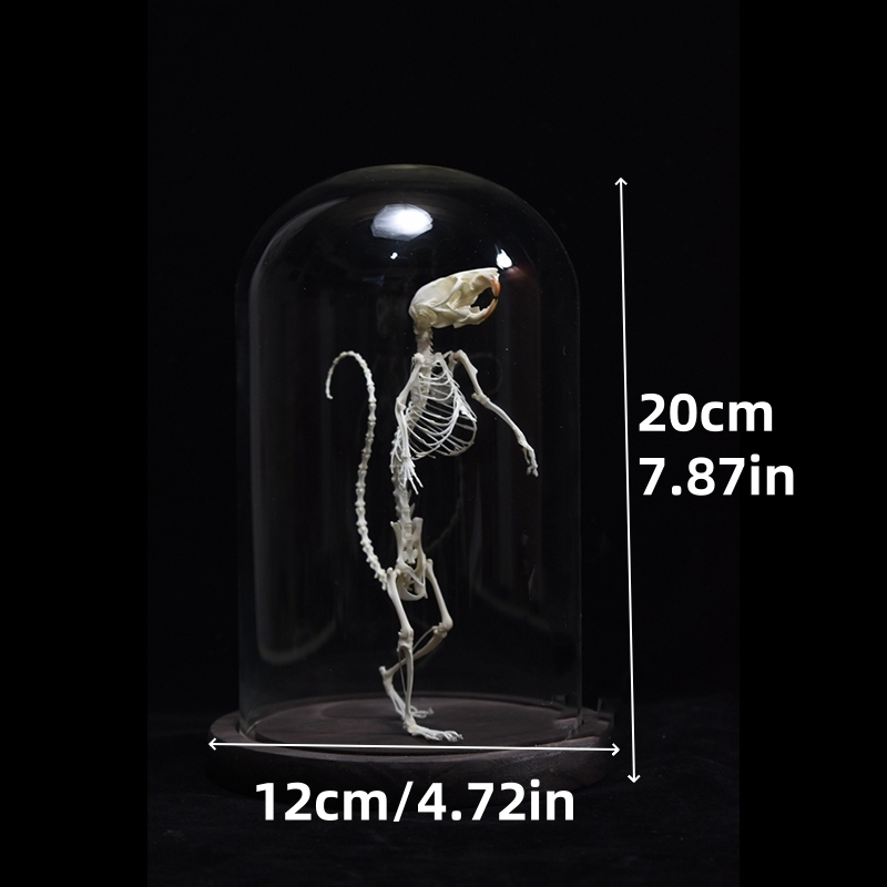 2018 Taxidermy Erect Rodent Ossuary Sculpture Occult Biology Study Body Posture Art Mysterious Cabinet Curio Hand Articulated Anatomical