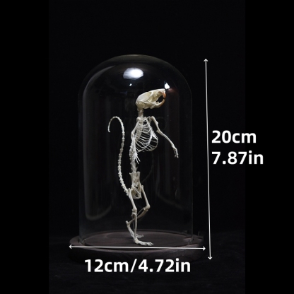 2018 Taxidermy Erect Rodent Ossuary Sculpture Occult Biology Study Body Posture Art Mysterious Cabinet Curio Hand Articulated Anatomical