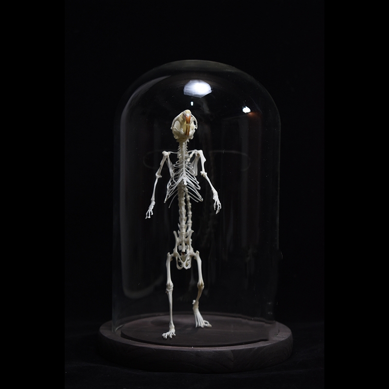 2018 Taxidermy Erect Rodent Ossuary Sculpture Occult Biology Study Body Posture Art Mysterious Cabinet Curio Hand Articulated Anatomical