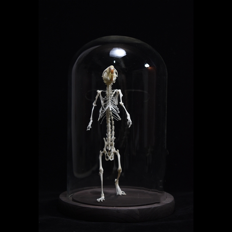 2018 Taxidermy Erect Rodent Ossuary Sculpture Occult Biology Study Body Posture Art Mysterious Cabinet Curio Hand Articulated Anatomical