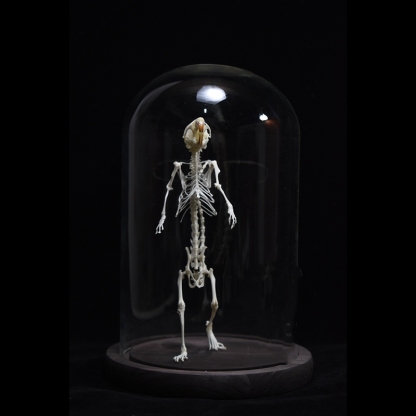 2018 Taxidermy Erect Rodent Ossuary Sculpture Occult Biology Study Body Posture Art Mysterious Cabinet Curio Hand Articulated Anatomical