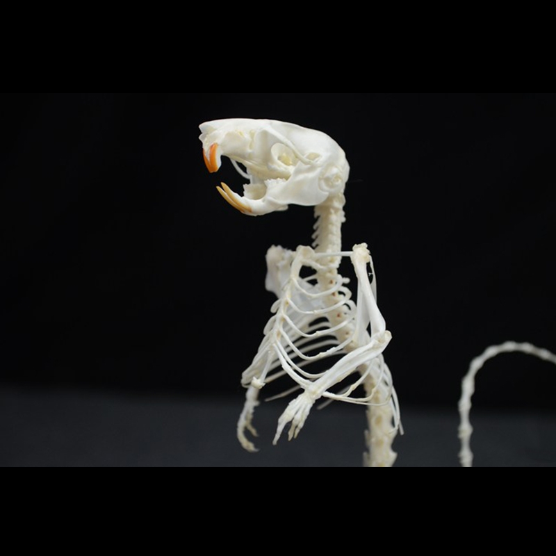 2018 Taxidermy Erect Rodent Ossuary Sculpture Occult Biology Study Body Posture Art Mysterious Cabinet Curio Hand Articulated Anatomical