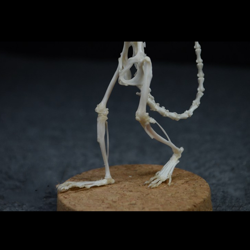 2018 Taxidermy Erect Rodent Ossuary Sculpture Occult Biology Study Body Posture Art Mysterious Cabinet Curio Hand Articulated Anatomical