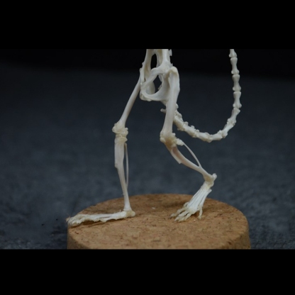 2018 Taxidermy Erect Rodent Ossuary Sculpture Occult Biology Study Body Posture Art Mysterious Cabinet Curio Hand Articulated Anatomical