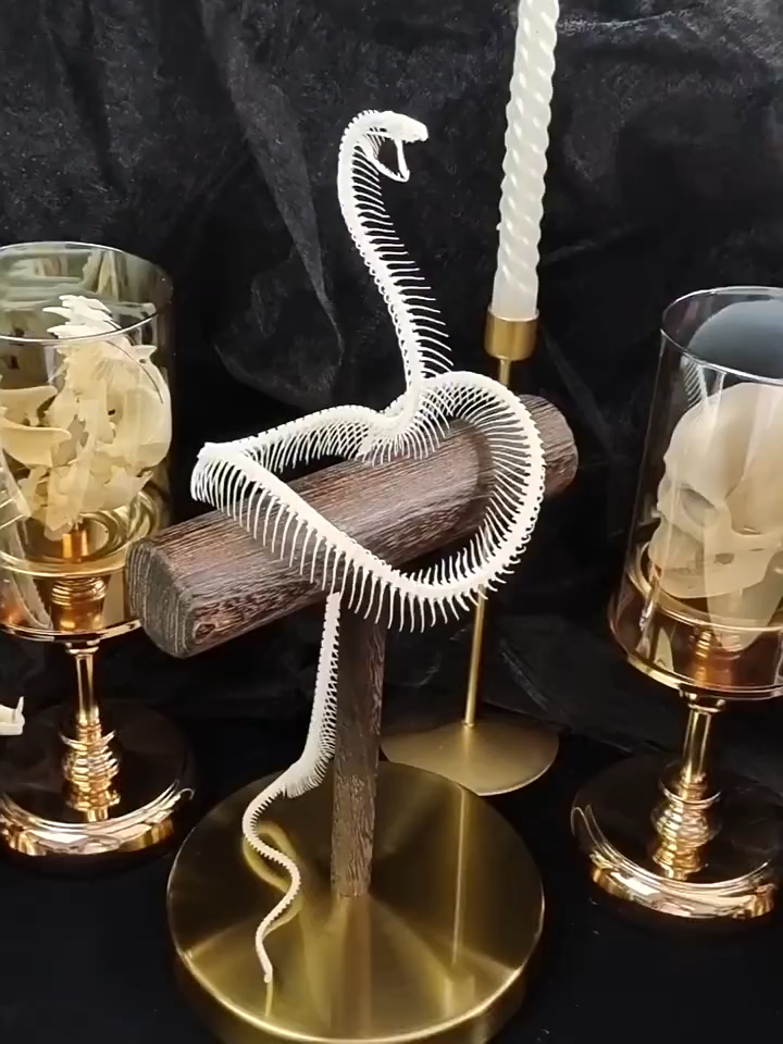 2013 Taxidermy Serpentine Skeletal Sculpture Wooden Stand Display Gothic Cabinet Curio Mystical Reptile Bone Artifact Anatomical Crafted