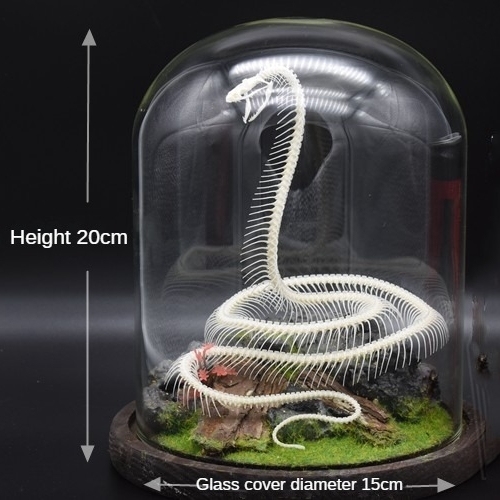 2014 Taxidermy Serpentine Skeletal Art Synthetic Landscape Display Mythical Reptile Bone Ascending Gothic Curio Cabinet Artisan Replica