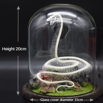 2014 Taxidermy Serpentine Skeletal Art Synthetic Landscape Display Mythical Reptile Bone Ascending Gothic Curio Cabinet Artisan Replica