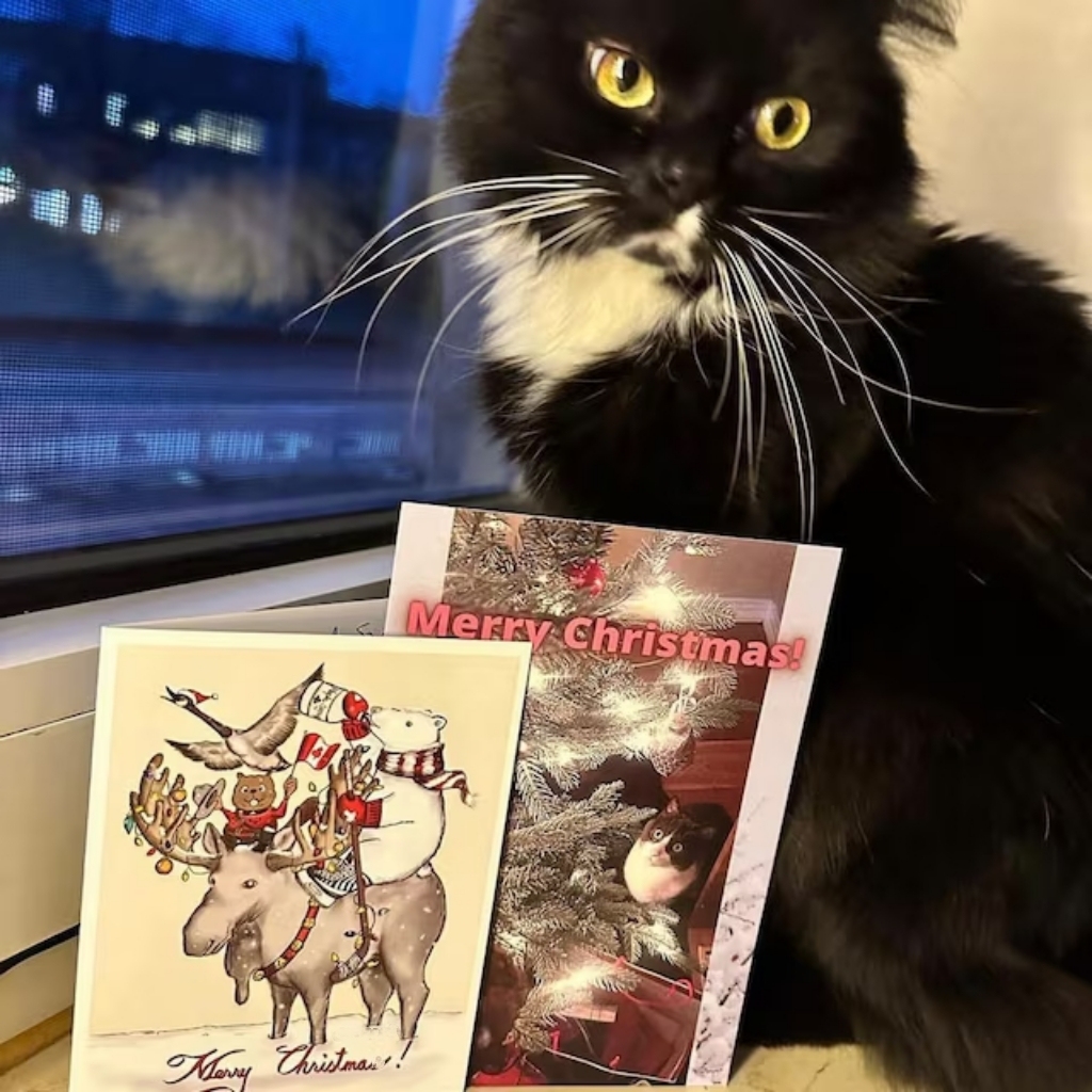 Animal Christmas Card Set(10 Pcs)