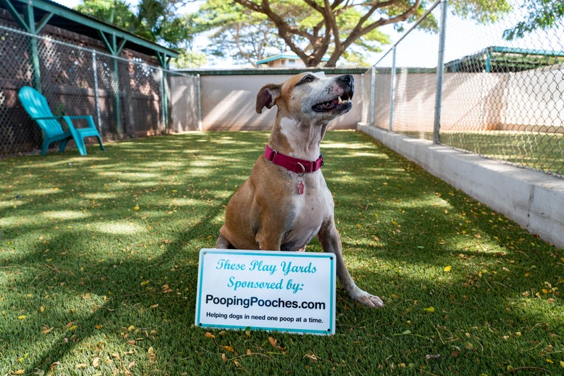2025 Pooping Pooches Dog Calendar