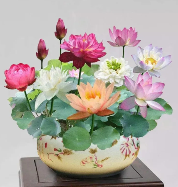 🌸【7 days germination】Last Day Sale - 50% OFF💐The Sacred Bonsai Bowl Lotus Flower