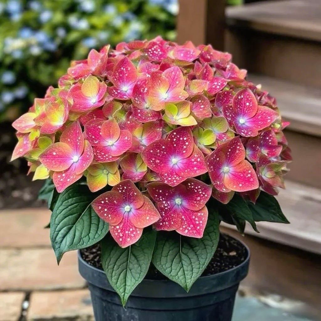 🌟 Twilight Indigo Hosta: Where Midnight Magic Meets Garden Grace 🌟