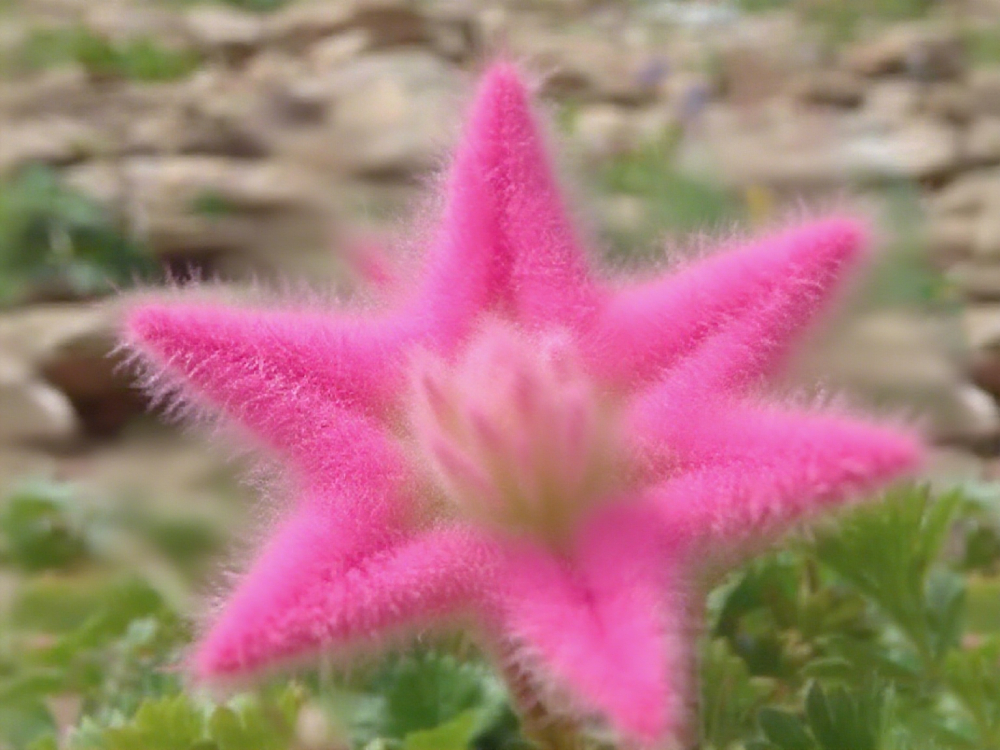 Lucky Stars Soft Flower Seeds