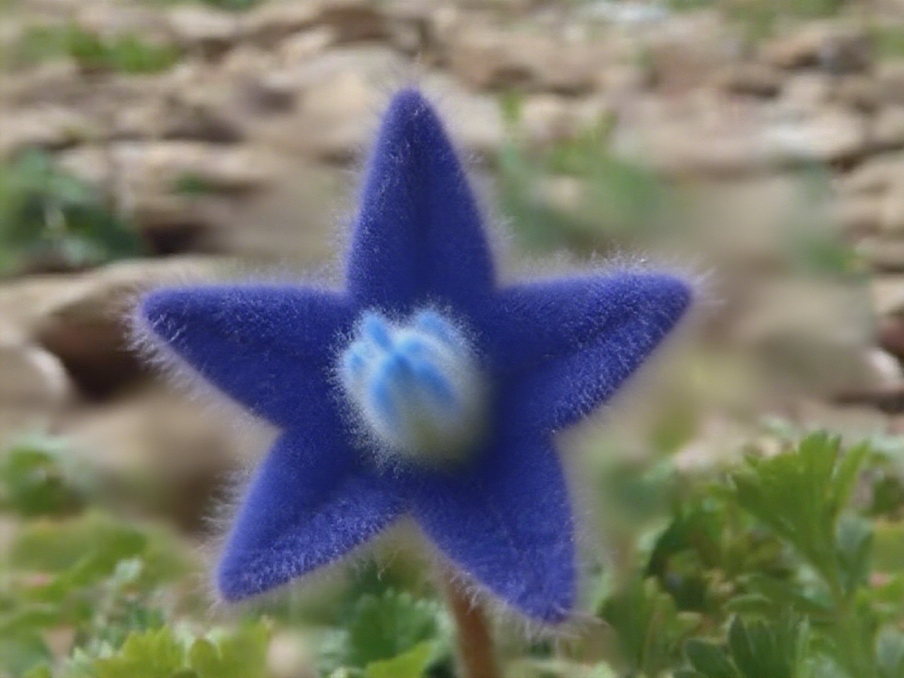 Lucky Stars Soft Flower Seeds