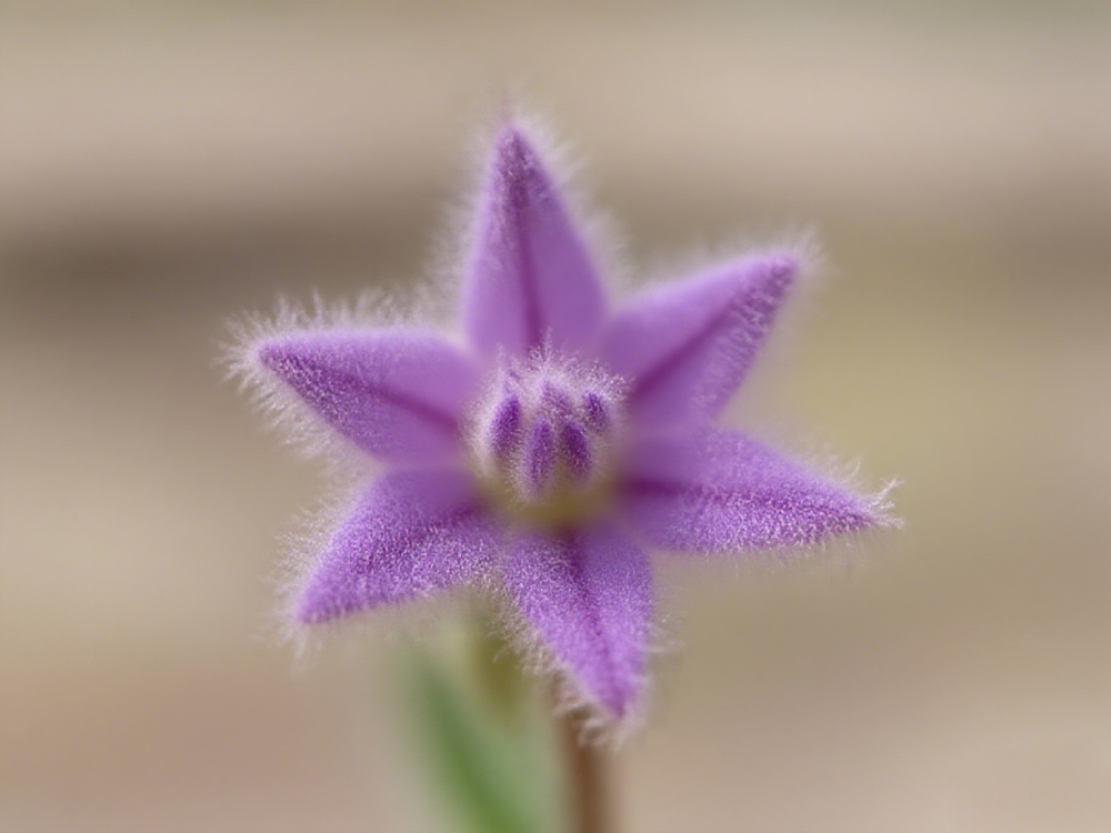 Lucky Stars Soft Flower Seeds