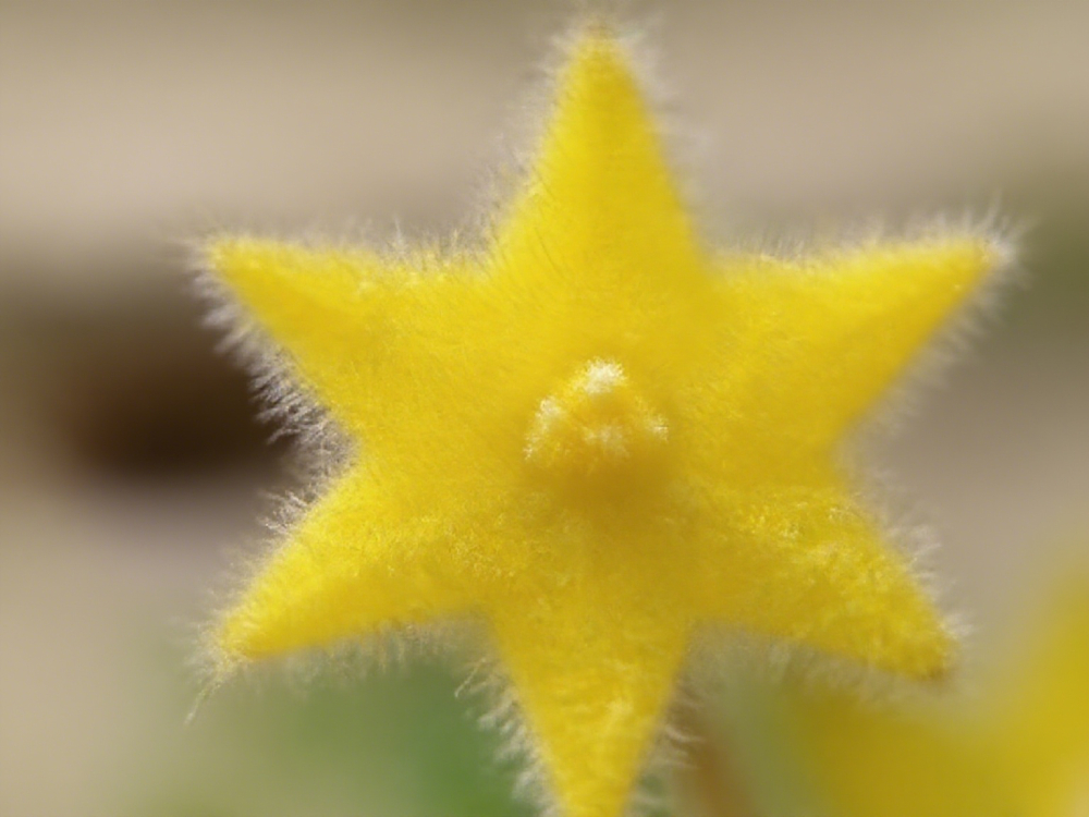 Lucky Stars Soft Flower Seeds