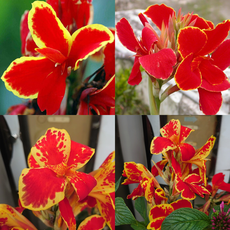 Canna Lily Seeds - Transform Your Garden with Vibrant Blooms 🌼