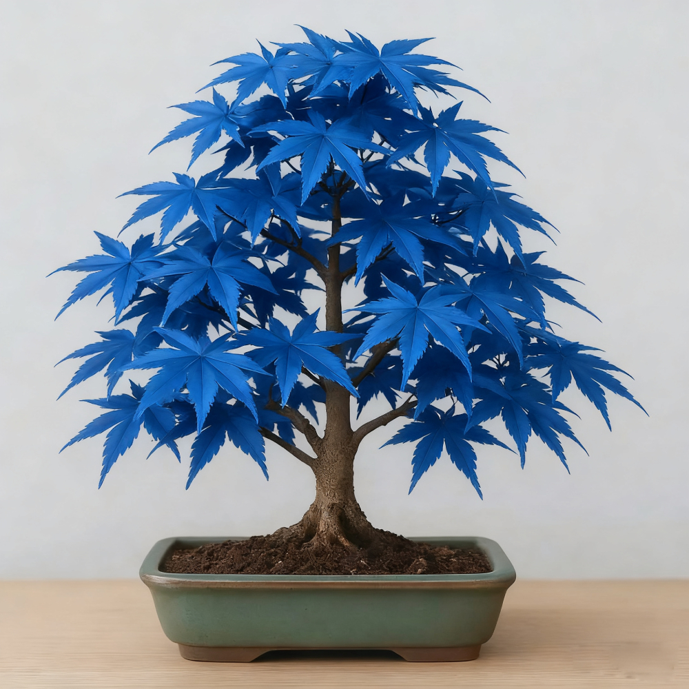 Sapphire Maple Tree Seeds – Grow Your Stunning Blue Foliage This Season!