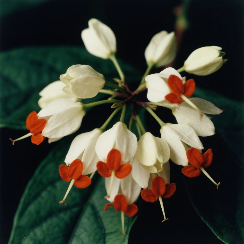 🍭​Heart-shaped lollipop Flower-Glory Tree Flower Seeds🍭