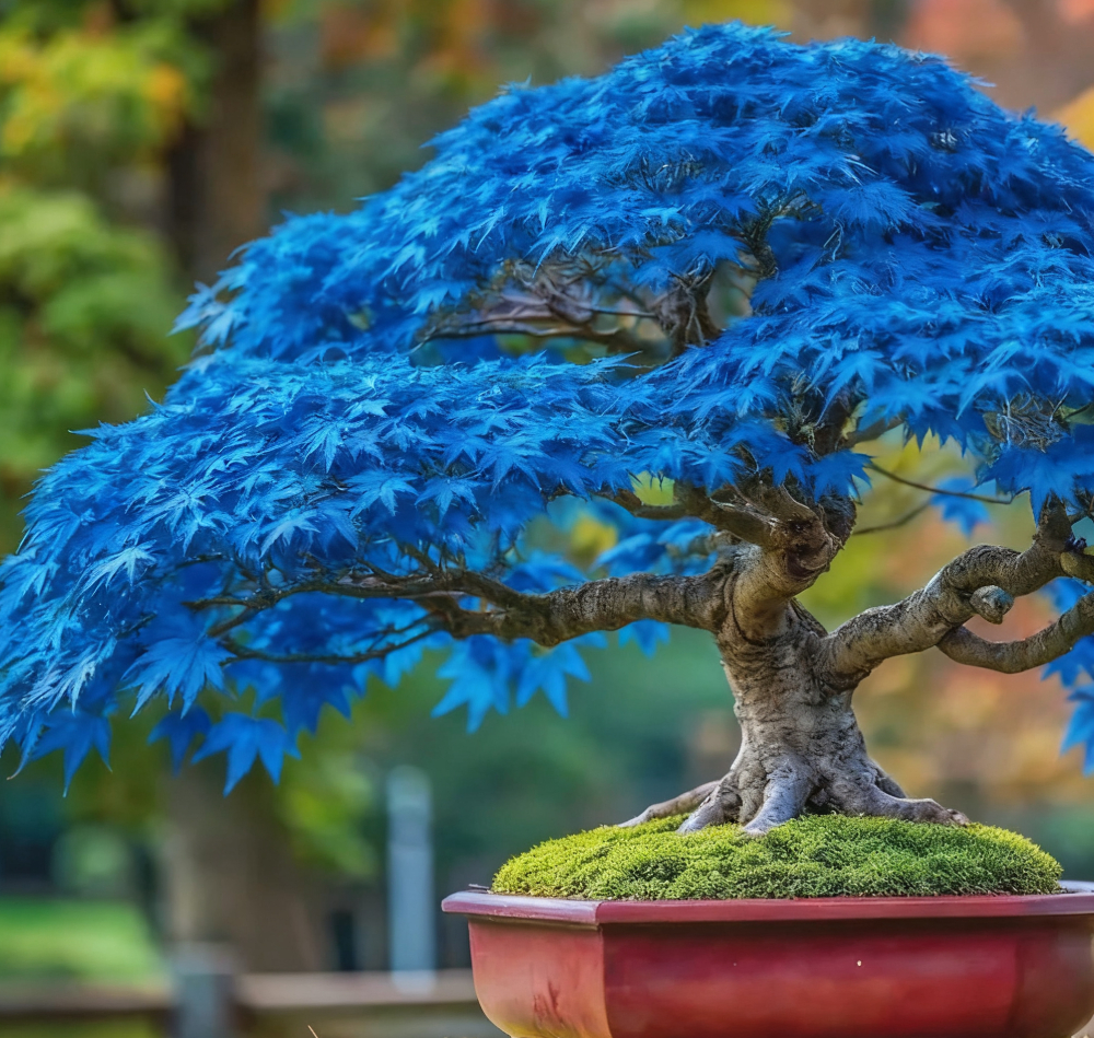 Sapphire Maple Tree Seeds – Grow Your Stunning Blue Foliage This Season!