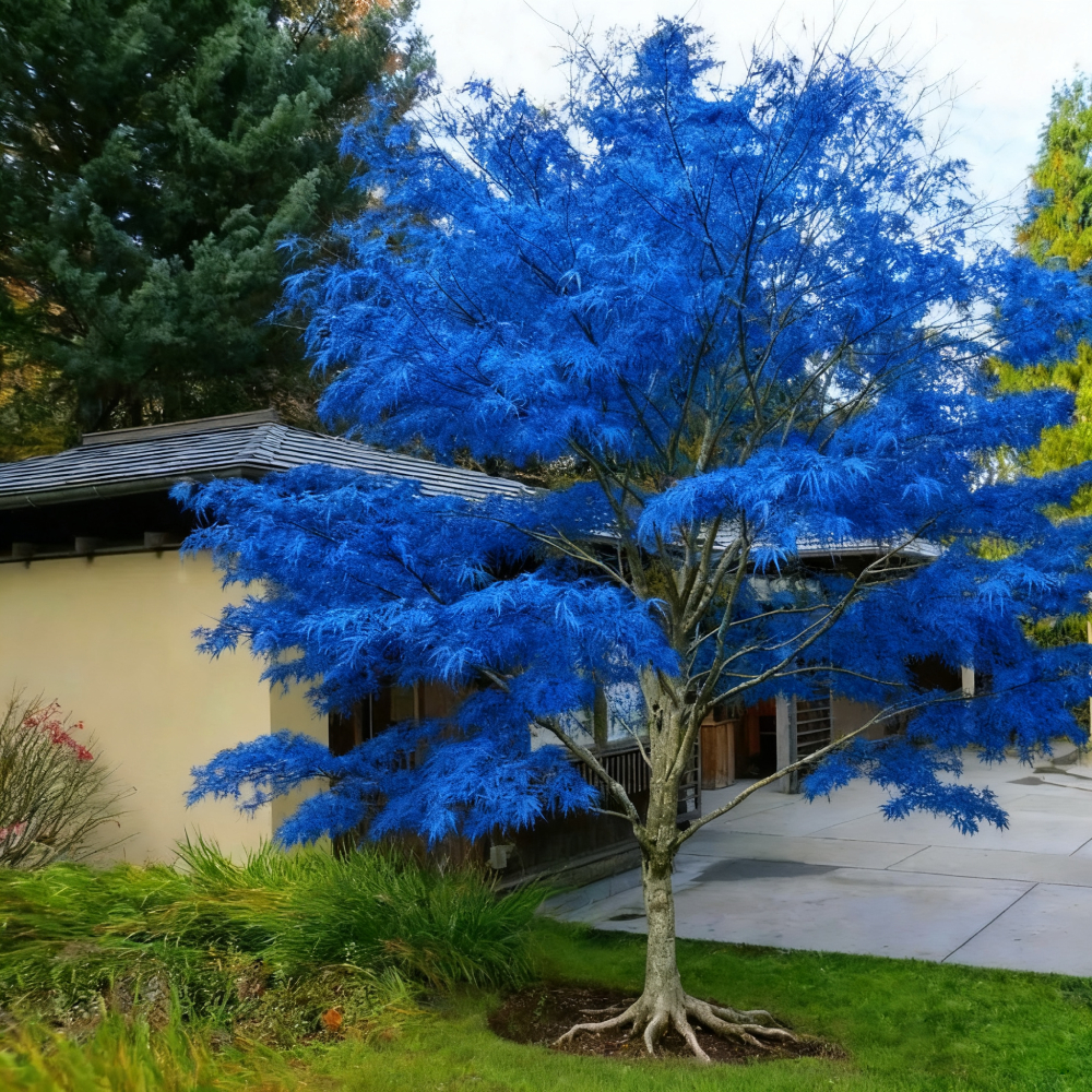 Sapphire Maple Tree Seeds – Grow Your Stunning Blue Foliage This Season!